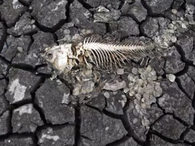 Desesperación por el agua: crisis de la sequía en Europa